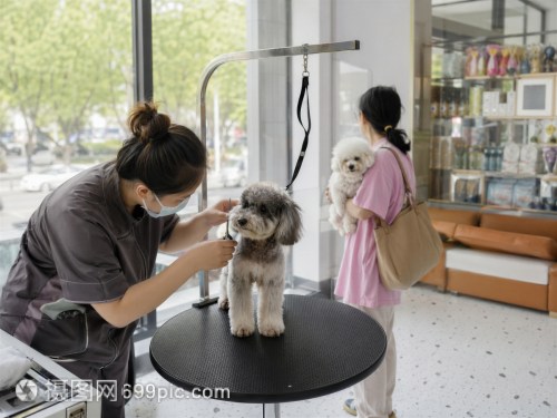 寵物美容店 讓每一只小狗煥發光彩的專業服務