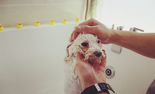 dogs maker小狗工廠寵物美容團購