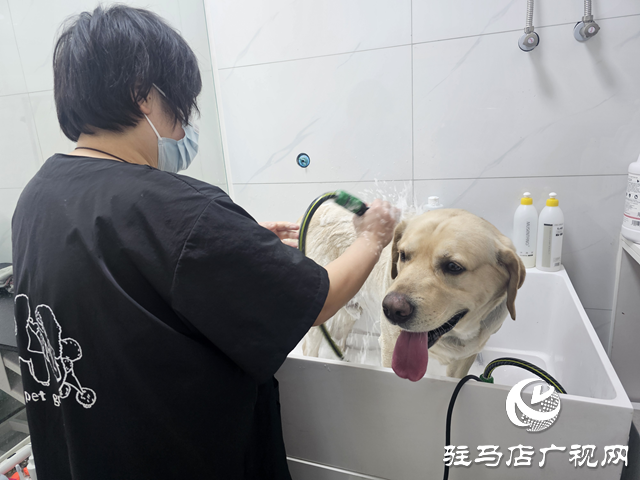 春節(jié)臨近，寵物經(jīng)濟“旺”起來 寵物美容服務成節(jié)前消費新熱點